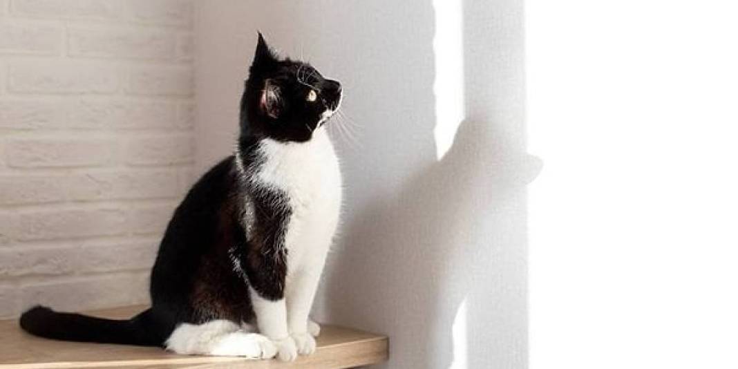 Kediler neden uzun süre aynı noktaya bakar? Bu davranışın olası nedenleri ortaya çıktı! 3